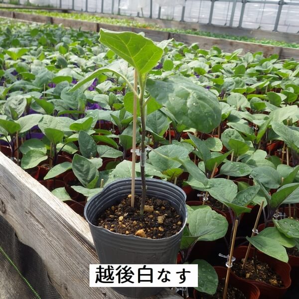 白ナス苗 越後しろなす苗 赤毛農園の直売所 野菜苗生産販売 通販