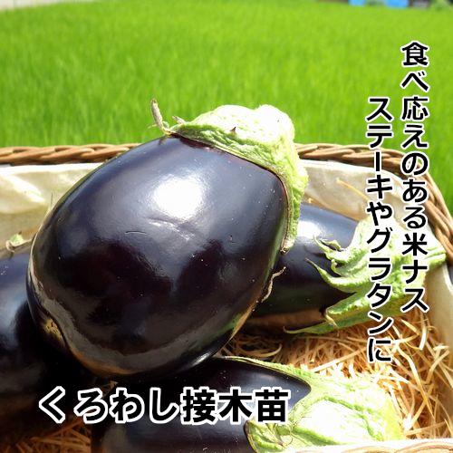 米なす苗】くろわし接木苗 赤毛農園の直売所 野菜苗生産販売-通販