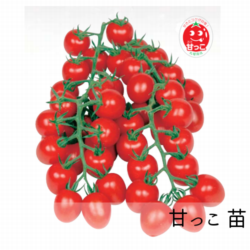 ミニトマト苗 甘っこ苗 赤毛農園の直売所 野菜苗生産販売 通販