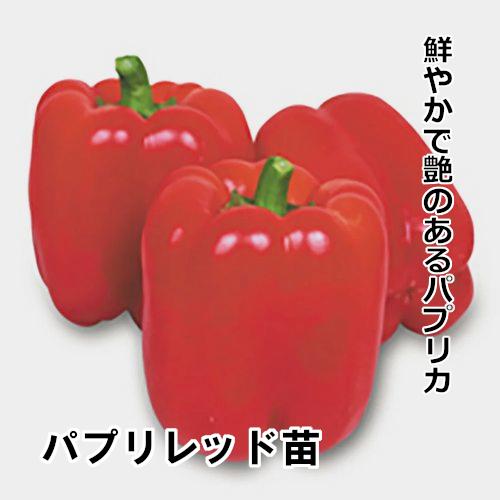 赤パプリカ苗 販売】パプリレッド苗 赤毛農園の直売所 野菜苗販売 通販