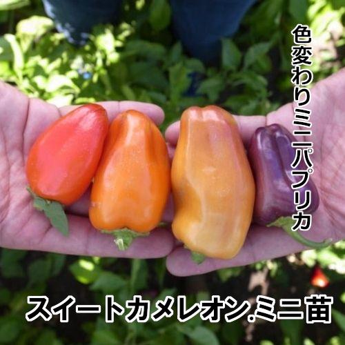 ミニパプリカ苗 販売】スイートカメレオン・ミニ苗 赤毛農園の直売所 野菜苗販売 通販