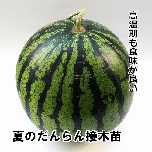 夏のだんらん苗